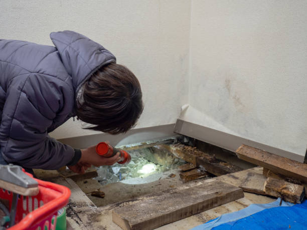Best Commercial Mold Inspection  in Lauderdale, MN