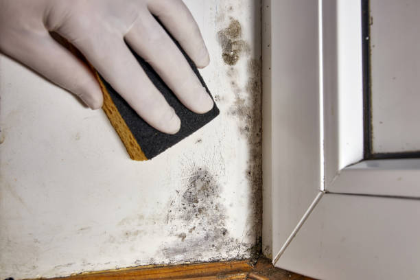 Best Emergency Mold Remediation  in Lauderdale, MN